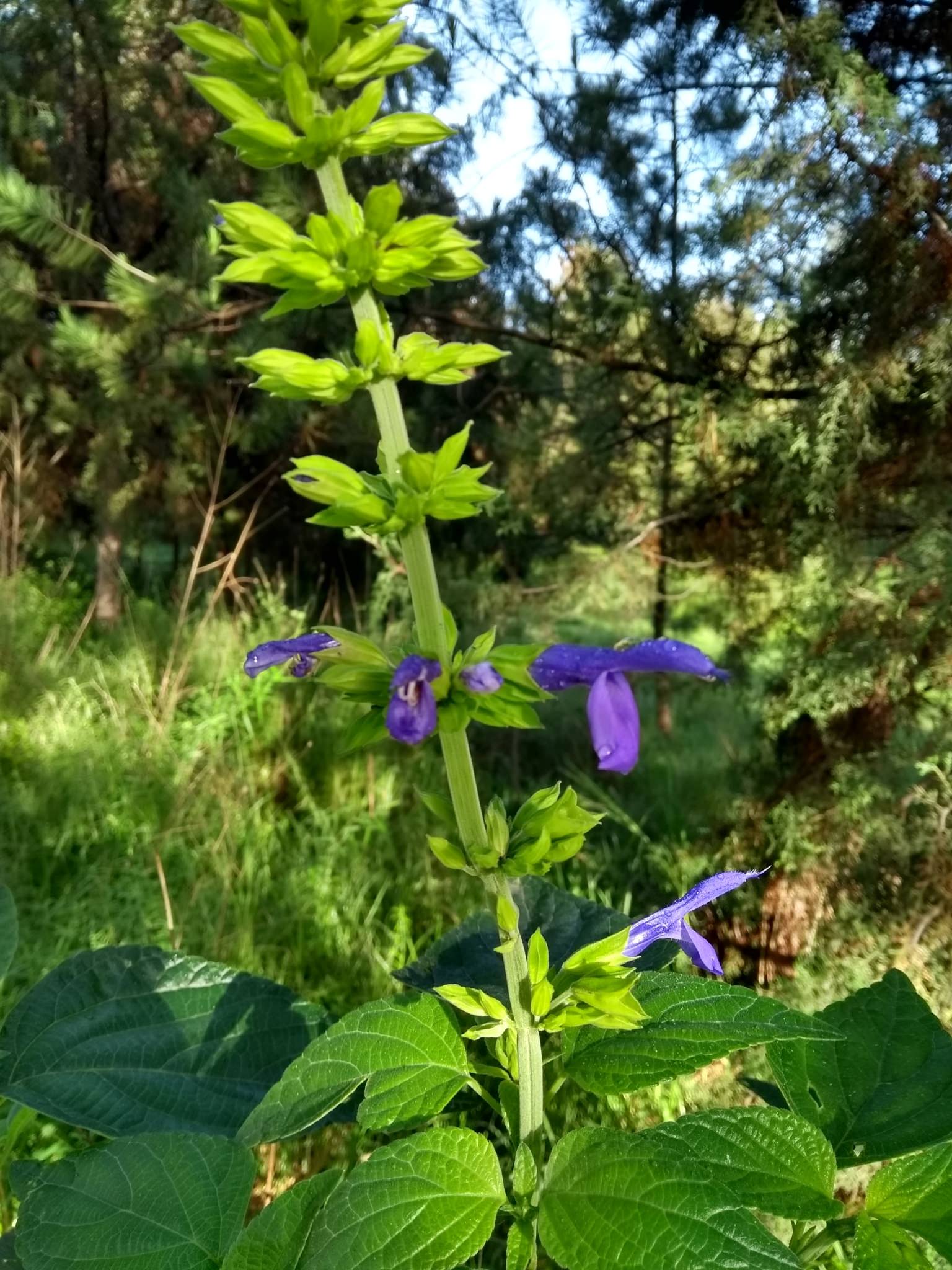 Salvia mexicana